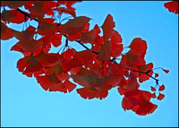 Ginkgo Biloba