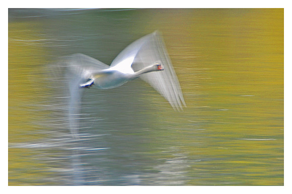 Swan in Flight