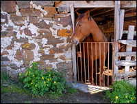 Gentle Mare