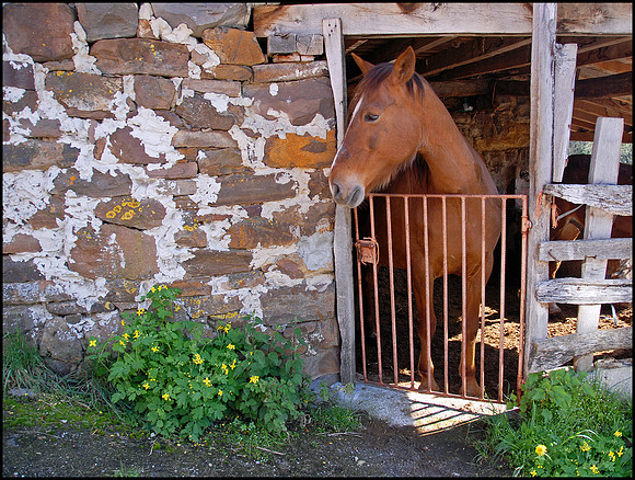 Gentle Mare