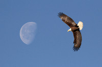 Fly Me to the Moon