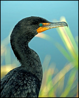 Cormorant