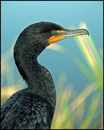 Cormorant