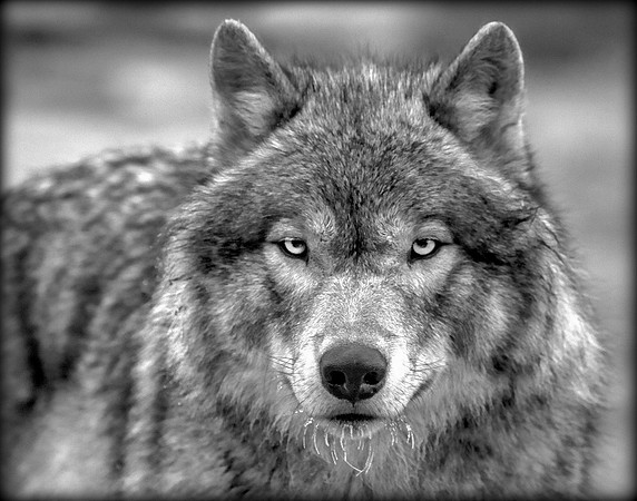 Hungry Eyes