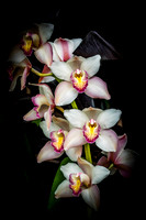 Orchids