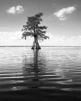 Lake Drummond Bald Cypress - 1st