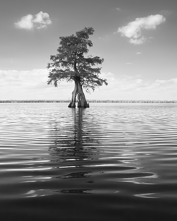 Lake Drummond Bald Cypress - 1st