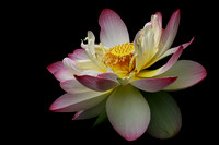 Lotus - 1st