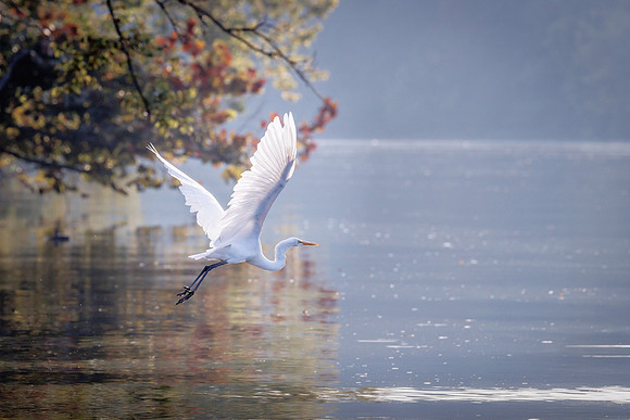 Morning Egret - HM