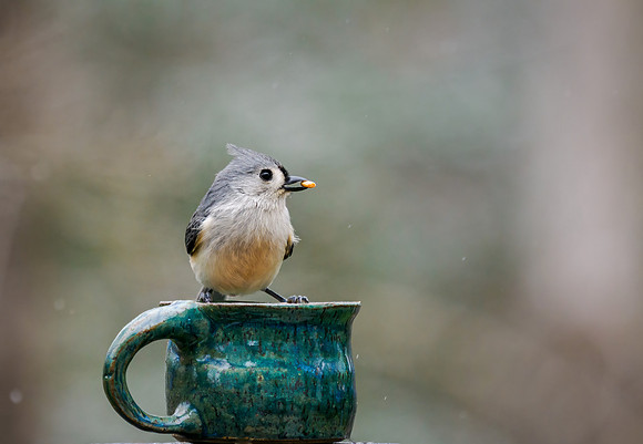 Morning Cup on a Drizzly Day - 3rd