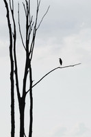 Bare Branches - 2nd