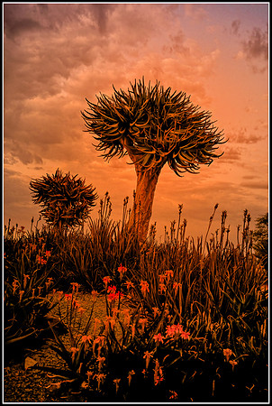 Quiver Tree - 3rd