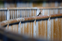 Flood Wall with Bird - 3rd