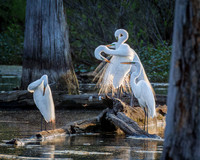 Evening Egrets - HM