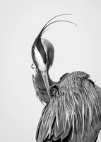 Heron Curves - 1st