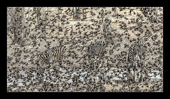 Zebras vs. Birds - 1st