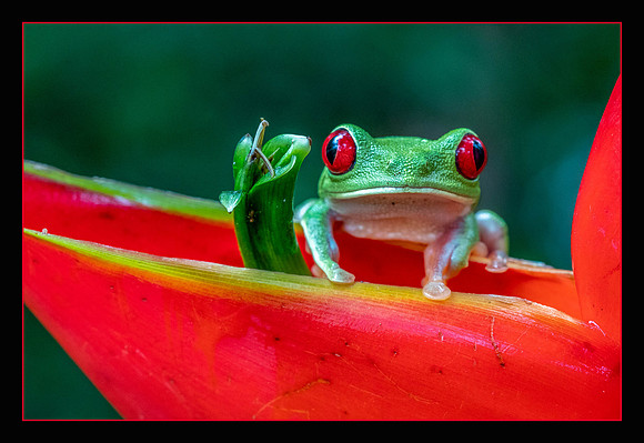 Red-eyed tree frog - HM