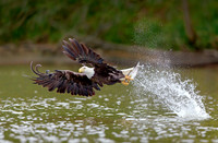 Making A Splash