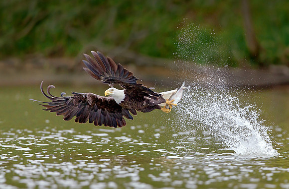 Making A Splash