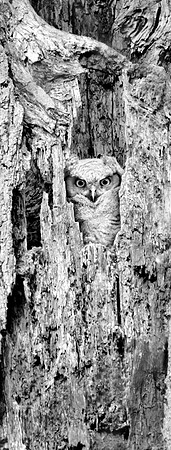 Camouflage Tree
