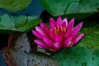 Water Lily