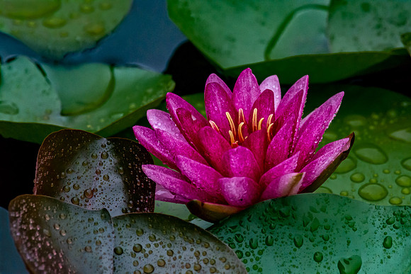 Water Lily