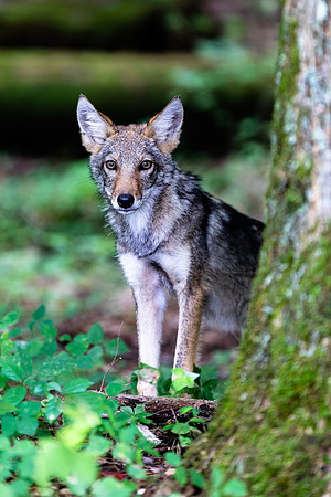 Cautious Coyote