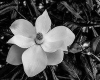 Magnificent Magnolia