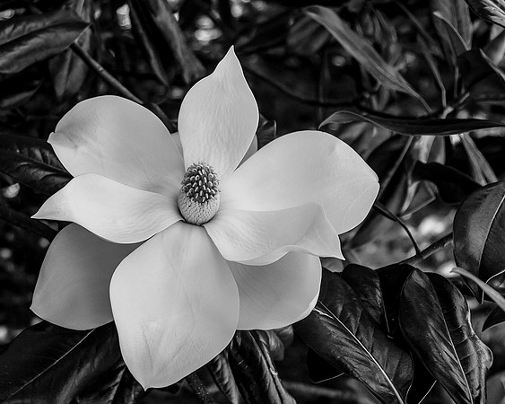 Magnificent Magnolia