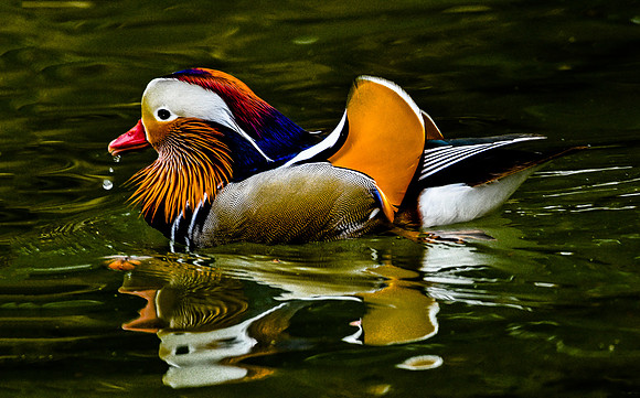 Serene Beauty