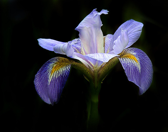Wild Iris