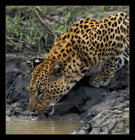 At the Waterhole