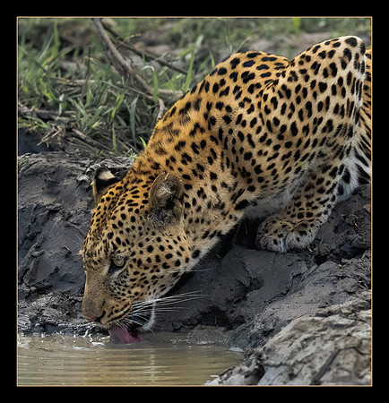 At the Waterhole
