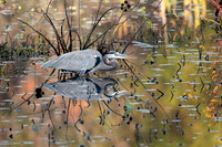 Reflected Blue Heron