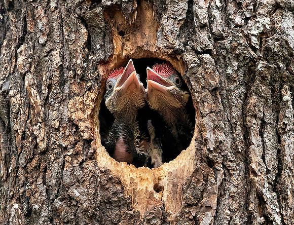 Baby Pileated Woodpeckers