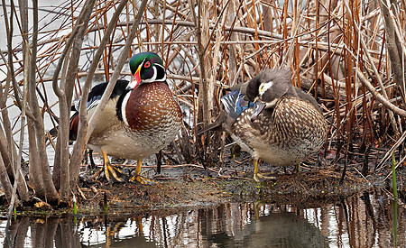 Wood Duck Love