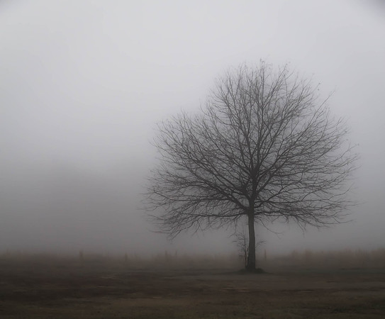 Lonely Tree - 3rd