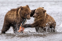 Food Fight