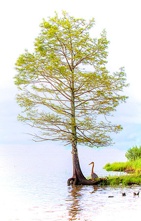 RIVER TREE