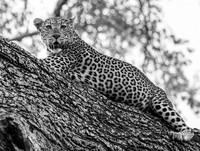 Leopard's Stare