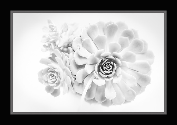 Succulent Dreaming
