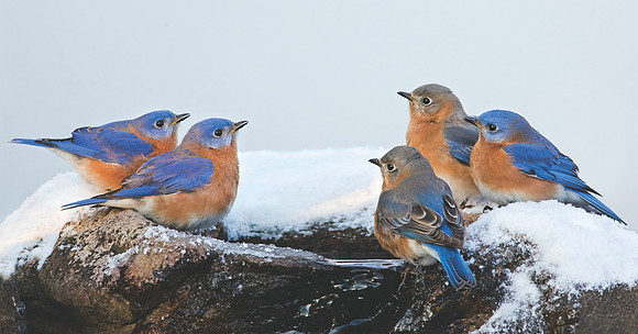 Blue Christmas