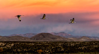 Sandhill Cranes at Sunrise