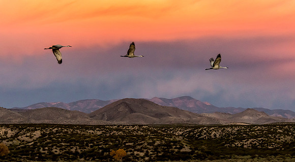 Sandhill Cranes at Sunrise