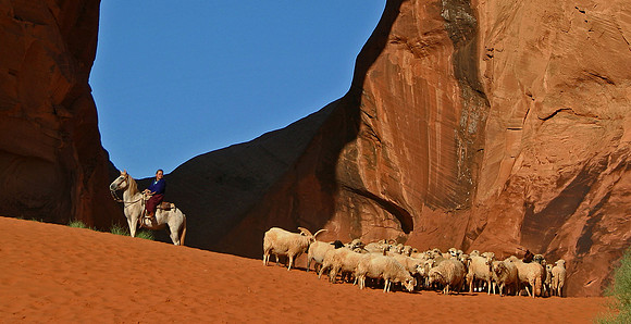 Sheep Herder