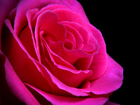 Soft Petals