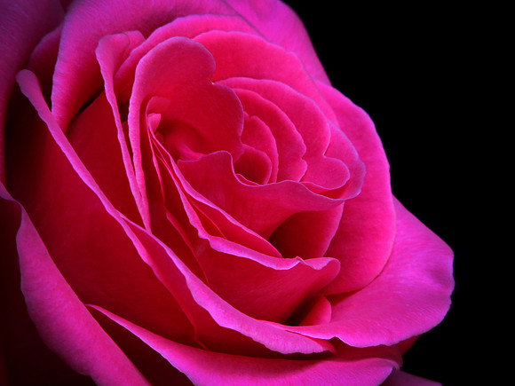 Soft Petals