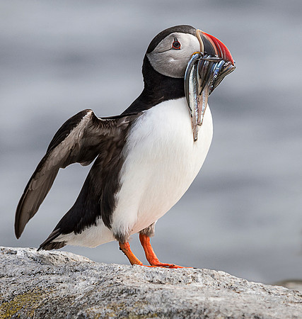 Lunch Delivery Puffinstyle