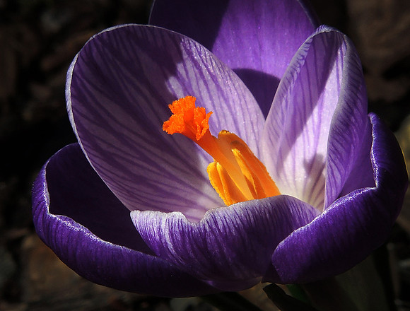 First Sign-Of-Spring