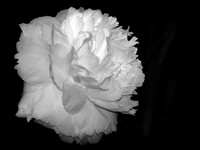 Delicate Petals